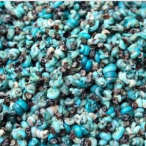 Fresh Preiwinkles