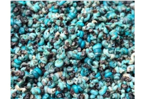Fresh Preiwinkles