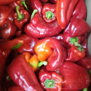 Red Bell Pepper