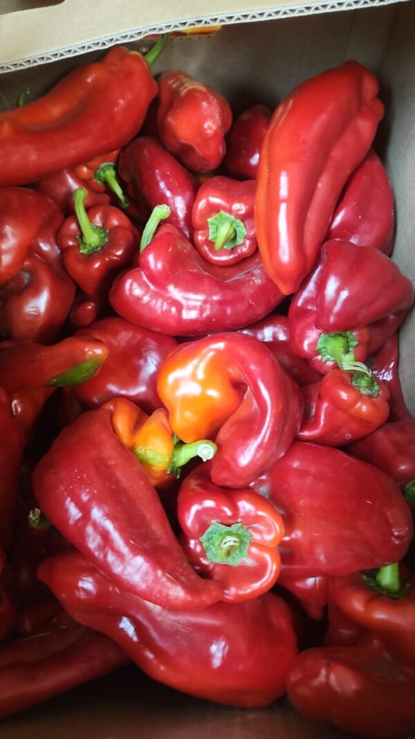 Red Bell Pepper