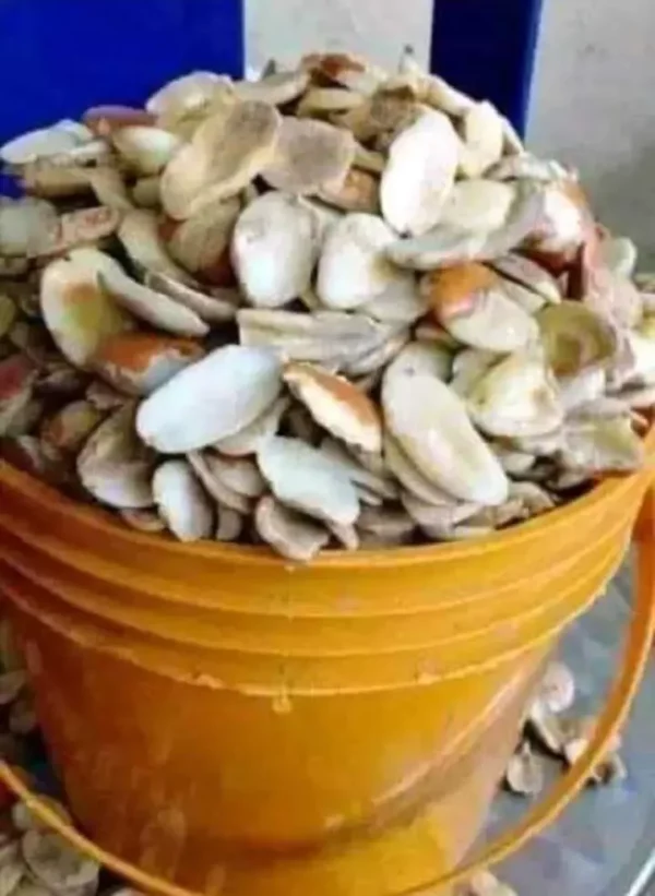 Ogbono seed