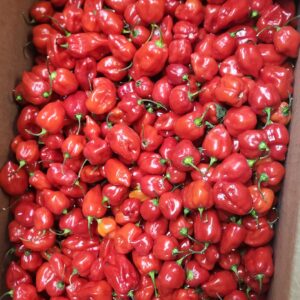 Hot Habenero pepper