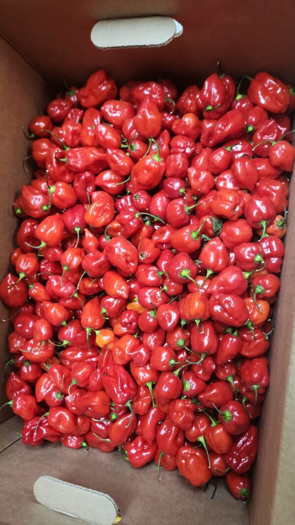 Hot Habenero pepper