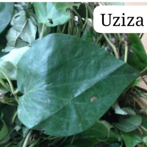 Oziza/Uziza leaves