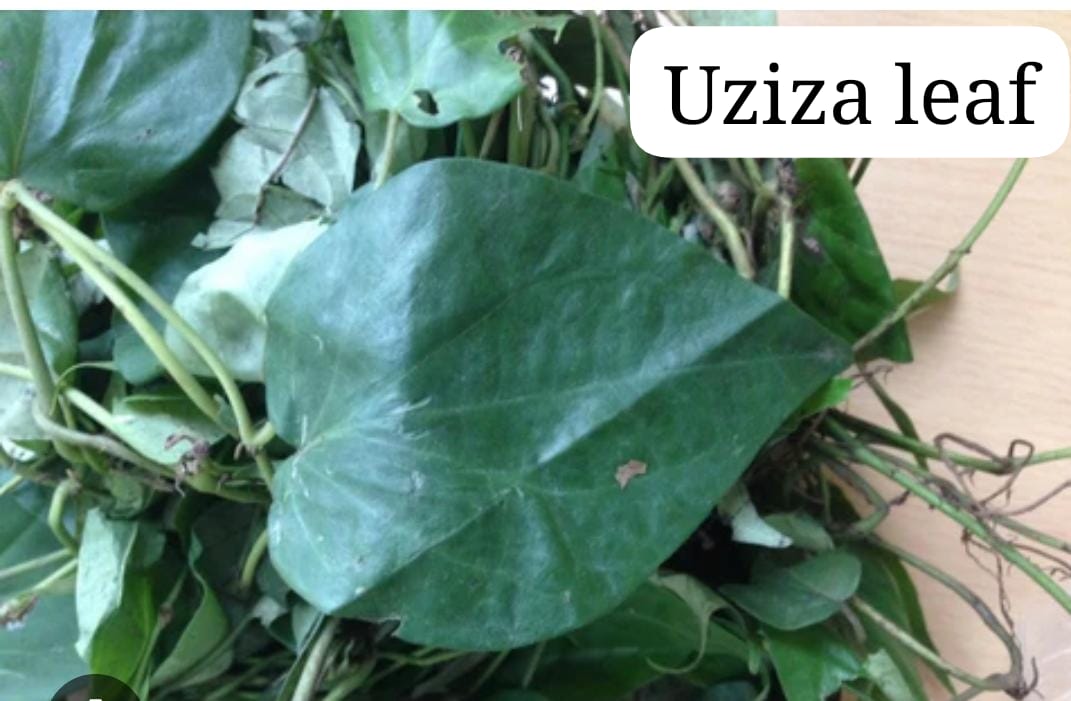 Oziza/Uziza leaves