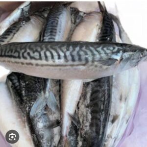 Mackerel fish frozen