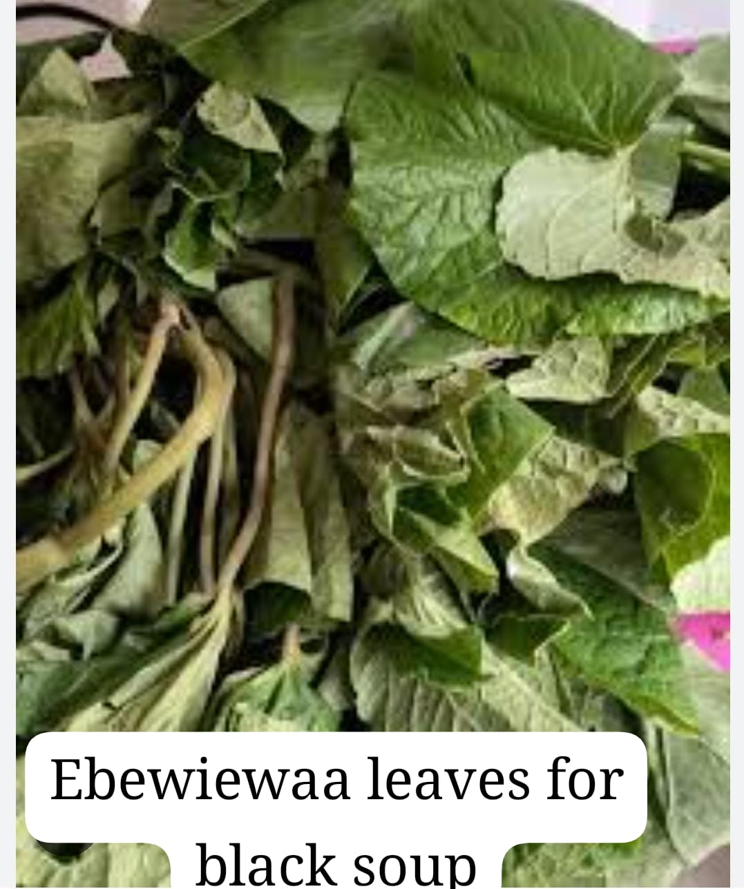 Fresh ebewiewaa leaves