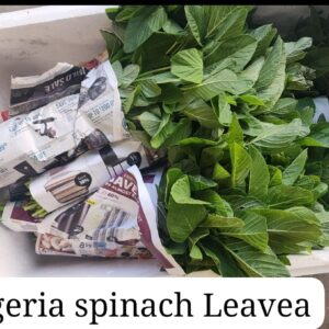 Nigeria spinach ( Green)