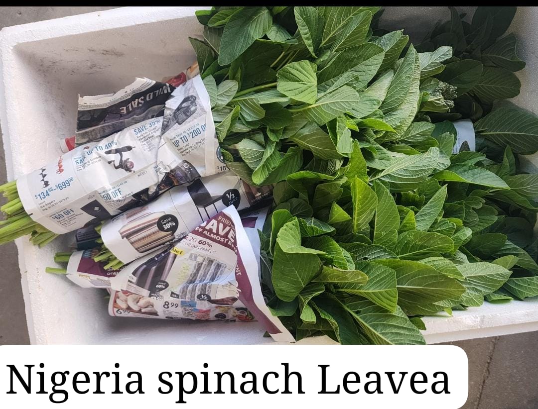 Nigeria spinach ( Green)
