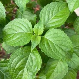 scent leaves