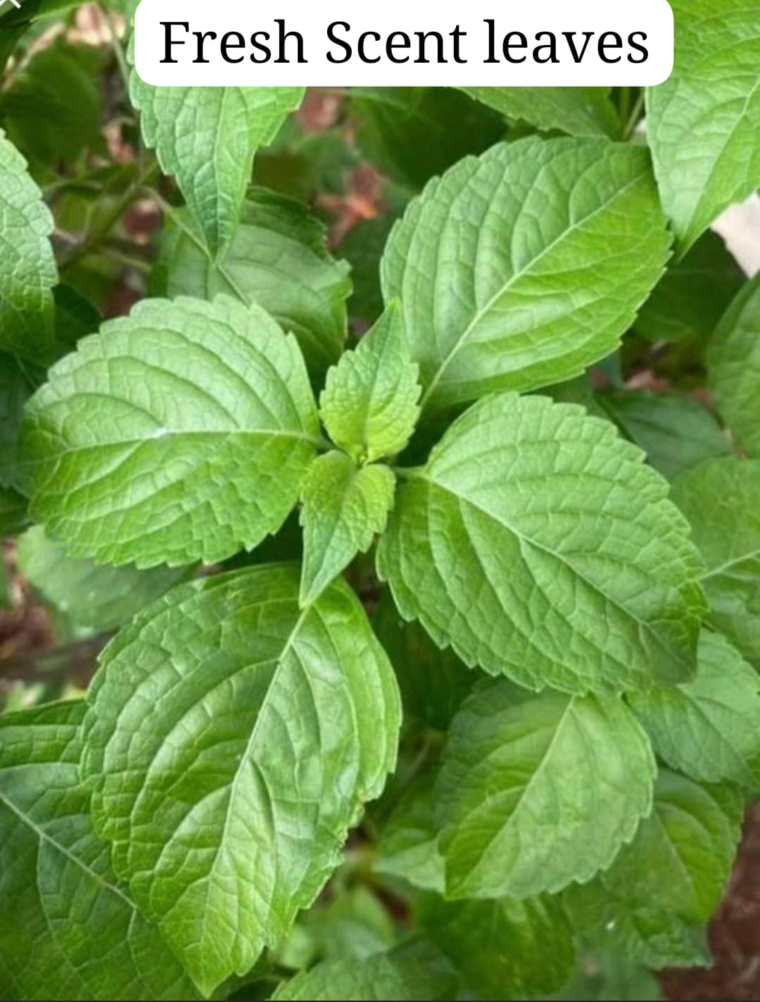 scent leaves
